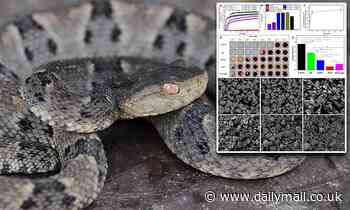Venom from lancehead snake used to create 'super glue' that stops life-threatening bleeding