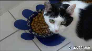 Valley Animal Center in need of cat food donations as supplies run low