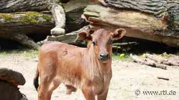 Nachwuchs im Tierpark Chemnitz: Zwergzebu-Bulle zu sehen - RTL Online