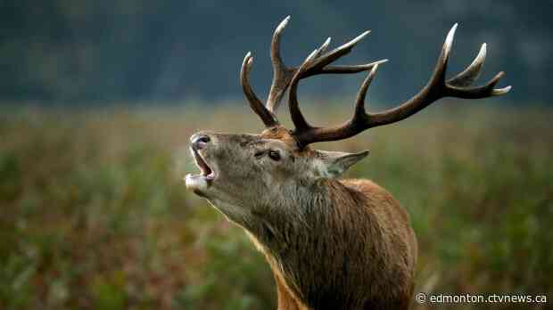 Spreading wildlife disease threatens deer, elk and maybe humans, new research says