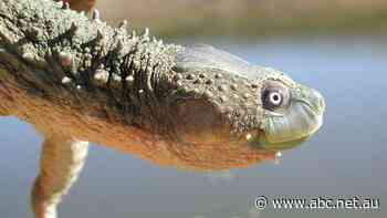 'Bum-breathing turtles can breathe a little easier'… for now