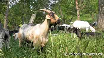 The goats are baaaa-ck in Calgary - CTV Toronto