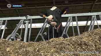 Koeienmest uit Kalmthout voorziet 60 gezinnen én Werchter Pa... (Kalmthout) - Het Nieuwsblad