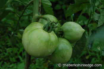 GARDENER'S CHECKLIST: Week of July 15, 2021 - theberkshireedge.com