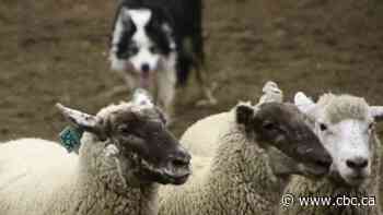 Find out who was the top stock dog at this year's Calgary Stampede