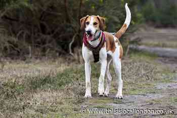 RSPCA dog spends 17 months in care looking for new home