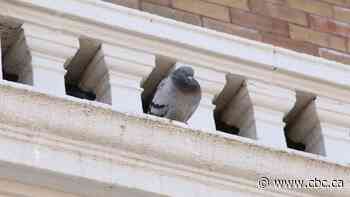 Toronto is set to consider banning feeding pigeons across the city - CBC.ca