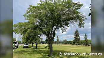 Tree to be removed after Saskatoon sees third case of Dutch elm disease since 2015 - CTV News Saskatoon