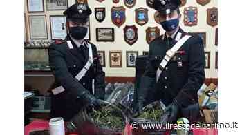 Due etti di erba in casa: arrestato - il Resto del Carlino