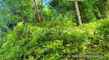 Erba alta e incuria alle 99 Cannelle, i residenti: "Siamo abbandonati" - Il Capoluogo