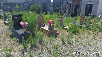 NICHELINO - Erba alta nel cimitero di Stupinigi - Il Mercoledi