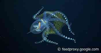 Gaze upon the ghostly glass octopus, a rarely seen denizen of the deep     - CNET