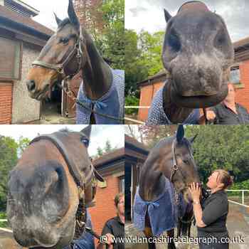 Touching tribute as officers name newest police horse after Jordan Banks