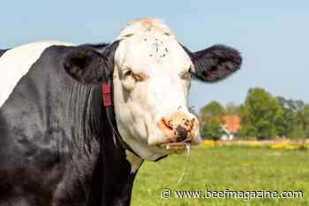 8 Warning signs for rabies in cattle