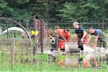 Brandweer evacueert hangbuikvarkens, geiten, schapen en pluimvee met bootje uit ondergelopen weide