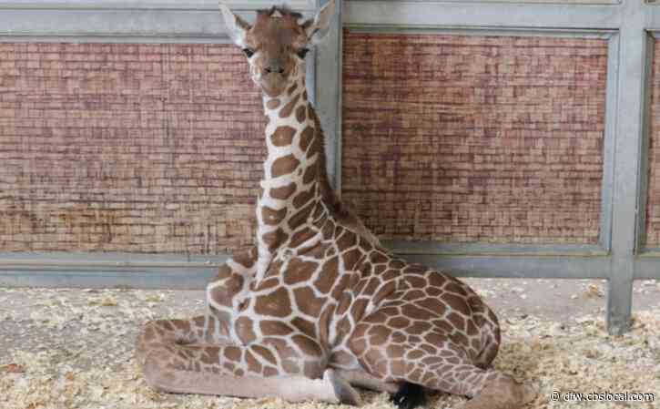 Dallas Zoo Names Newest Female Giraffe Calf ‘Marekani’
