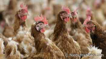 Man, 55, in China infected with bird flu, hospitalized: report