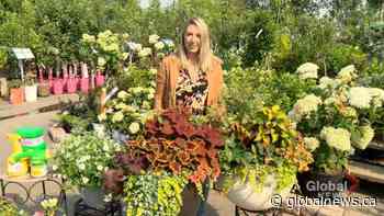 Garde Tips:  Caring for your containers