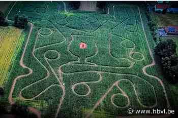 Dit bijzonder maisdoolhof in Paal leidt je naar glas Duvel - Het Belang van Limburg