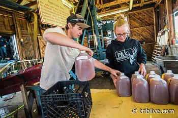 Apple'n Arts organizers discuss 2021 festival options with Delmont council - TribLIVE