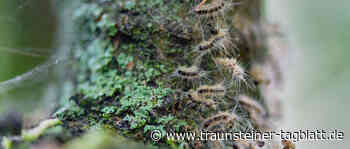 Traunstein: Der Eichenprozessionsspinner: Hautausschläge und Asthmaanfälle sind möglich - Traunsteiner Tagblatt