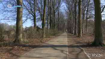 Beuken van Boechout blijven dan toch - ATV