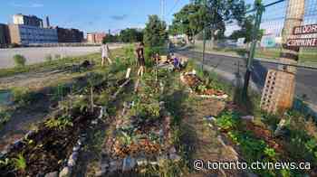Organizers of community garden in Toronto west-end hope to postpone its destruction until after harvest