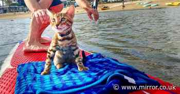 Surfing cat has been catching waves, swimming and visiting bars since a kitten