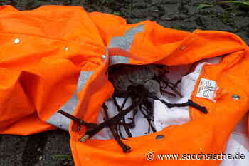 Riesa: Feuerwehr rettet Greifvogel-Baby - Sächsische.de