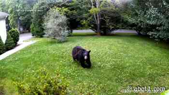 NC man facing charges for shooting, killing bear on neighbor's property