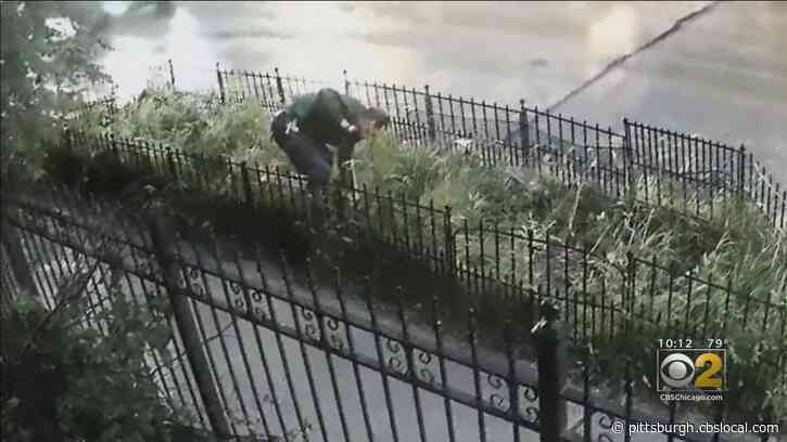 Man Caught On Camera Digging Up All Of Lakeview Woman’s Rose Bushes, And Not For First Time