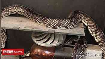 St Helens landlord finds 4ft snake behind fire - BBC News
