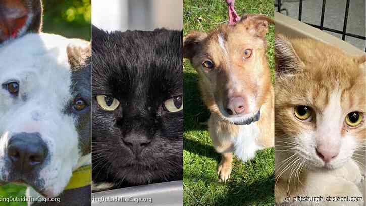 Furry Tails: Haddie, Buddy, Patrick And Horatio Are Waiting For Forever Homes