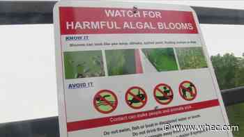 Harmful blue green algae not found in most recent check of Conesus Lake