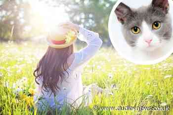 How to stop your cat getting sunburn during UK heatwave | Dudley News - Dudley News
