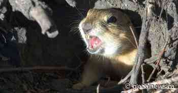 Weyburn upping gopher control to address growing population