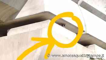 Gatto resta incastrato per dieci giorni sotto un cavalcavia a Modena - www.amoreaquattrozampe.it