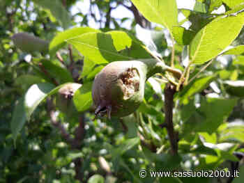 Flai/Cgil e Fai/Cisl Modena: drammatico crollo occupazionale nel settore della pericoltura. Lavoratori senza giornate di lavoro e senza ammortizzatori sociali - sassuolo2000.it - SASSUOLO NOTIZIE - SASSUOLO 2000