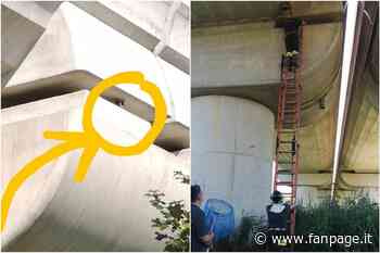 Modena, gatto incastrato per dieci giorni sotto un cavalcavia: salvato dai vigili del fuoco - Fanpage.it