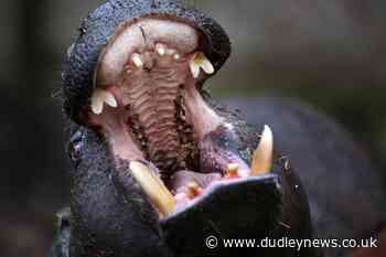 New protections for hippos and whales under Government ivory-ban proposals - Dudley News