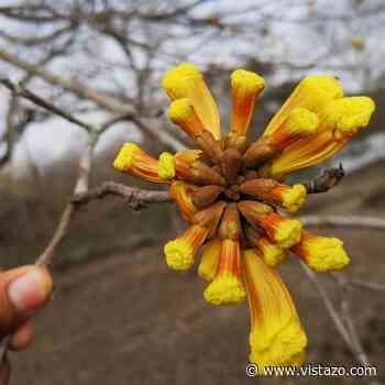 Colimes inicia la temporada de florecimiento de guayacanes - Vistazo