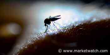 I tested 4 gadgets that promise to repel mosquitos. This $47 device worked best. - MarketWatch