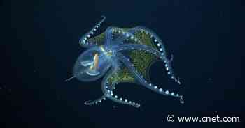 Rare, ghostly glass octopus photographed on recent Pacific Ocean expedition     - CNET