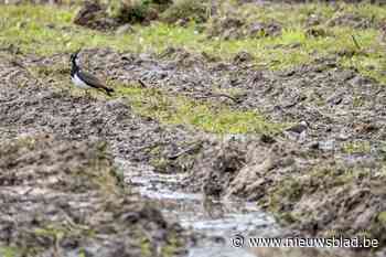 Veld met kievitnesten gemaaid voor nieuwbouw in Wilrijk: omwonenden reageren ontsteld