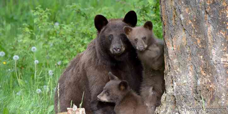 A family of bears marched past a crowd to cool off in Lake Tahoe - a cute, but terrifying, example of our climate-crisis dystopia