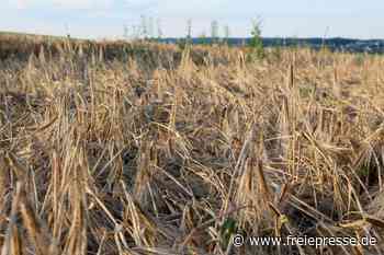 Feuchter Sommer: Landwirte befürchten Einbußen bei Ernte - Freie Presse
