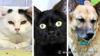 Arras : chats et chiens attendent d'être adoptés à la SPA - La Voix du Nord