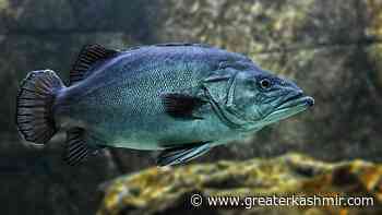 Director Fisheries stocks 4 lakh carp fish seeds at Dul Hasti Reservoir - Greater Kashmir