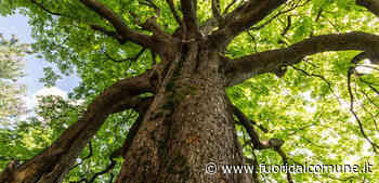 Pioltello, progetto ForestaMI: verranno piantati 8mila alberi tra Seggiano e Rugacesio - Fuoridalcomune.it