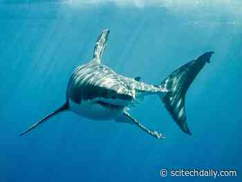 “Get Out of the Water!” Monster Shark Movies Massacre Shark Conservation Efforts